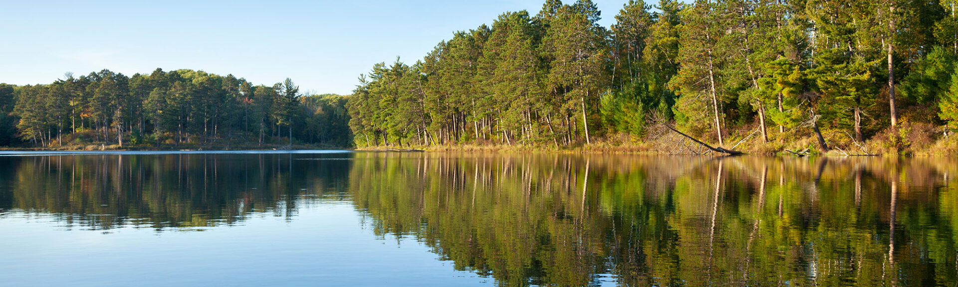 Lake Trees